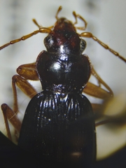 Nebria eschscholtzii