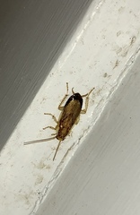 Parellipsidion latipenne