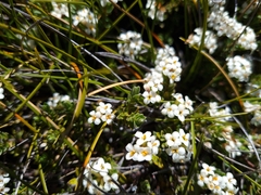 Pimelea oreophila hetera