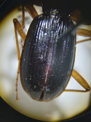 Nebria eschscholtzii