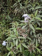 Aristeguietia cacalioides