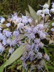 Aristeguietia cacalioides