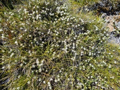 Pimelea oreophila hetera