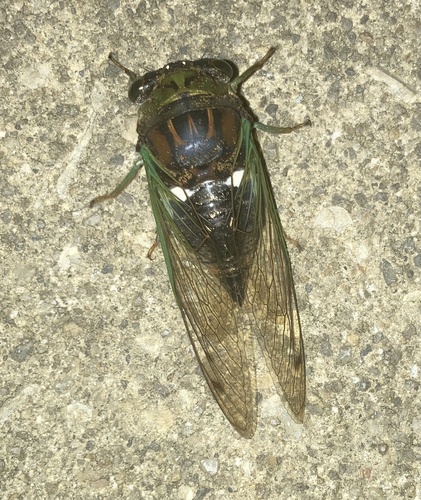 Southern Dusky-winged Cicada