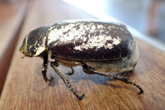 Dermolepida albohirtum