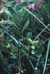 Salix arbuscula