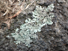 Xanthoparmelia scabrosa