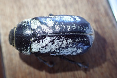 Dermolepida albohirtum