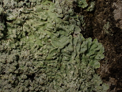 Dirinaria applanata