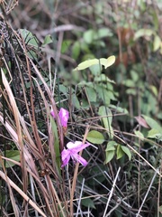 Rhododendron farrerae