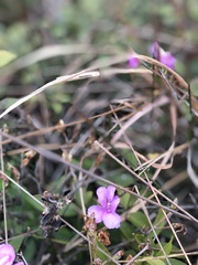 Rhododendron farrerae