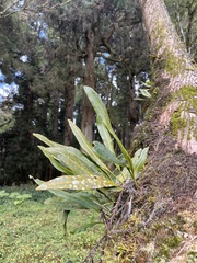 Elaphoglossum marginatum