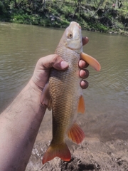 Moxostoma macrolepidotum
