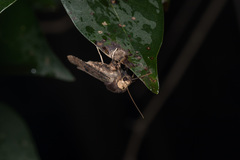 Xylena plumbeopaca