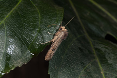 Xylena plumbeopaca