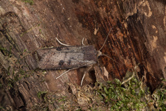 Xylena plumbeopaca