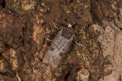 Xylena plumbeopaca