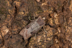 Xylena plumbeopaca