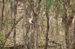 Dacelo novaeguineae novaeguineae