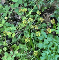 Tauschia kelloggii