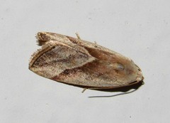 Micrathetis dasarada