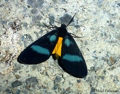 Lobocraspeda latefascia