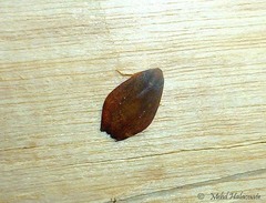 Macaduma