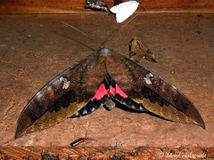 Phyllodes imperialis