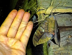 Phyllodes imperialis