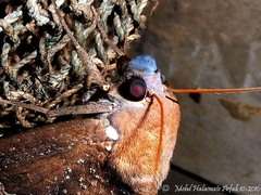 Phyllodes imperialis
