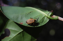 Largus davisi pallidus