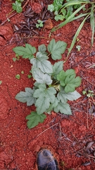 Rubus reflexus