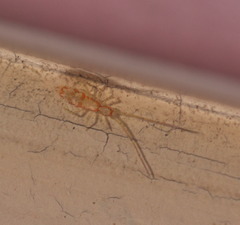 Entomobryoidea