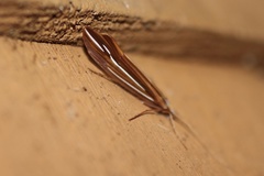 Psychoglypha bella