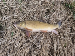 Moxostoma erythrurum