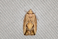 Strotihypera macroplaga