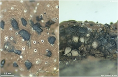 Hypoxylon perforatum