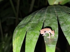 Diasporus diastema