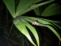 Diasporus diastema