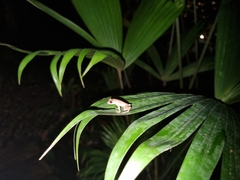 Diasporus diastema