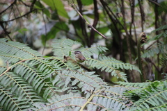 Basileuterus melanotis