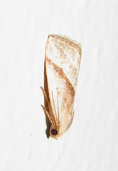 Micrathetis dasarada