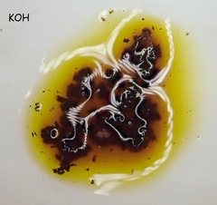 Hypoxylon perforatum