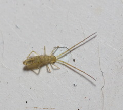 Entomobryoidea