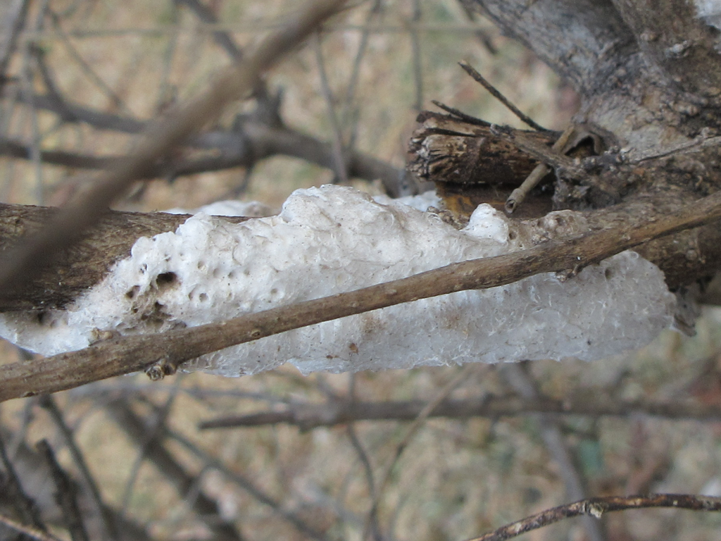 Ericerus