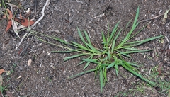 Paspalum orbiculare