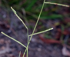 Paspalum orbiculare