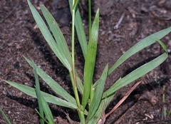 Paspalum orbiculare