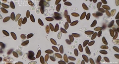 Hypoxylon perforatum