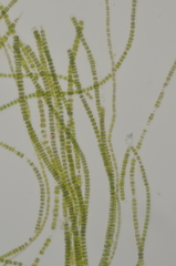 Ulothrix